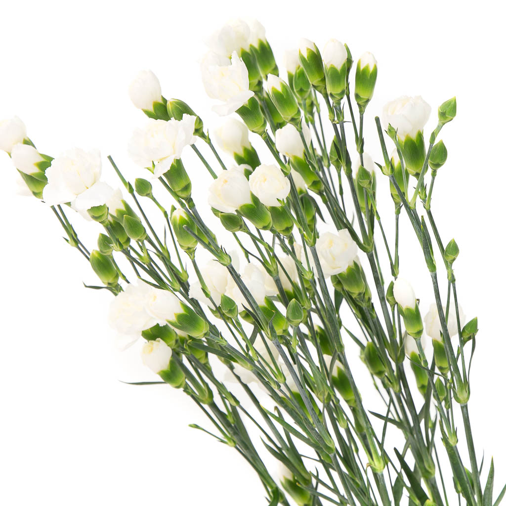 Oeillet blanc