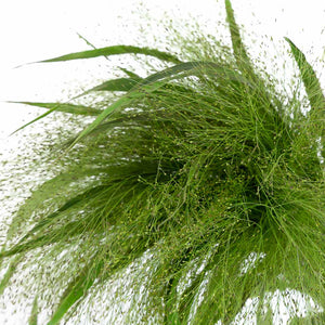 Panicum (10 tiges)