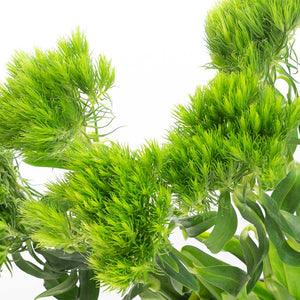 Oeillet Green Trick