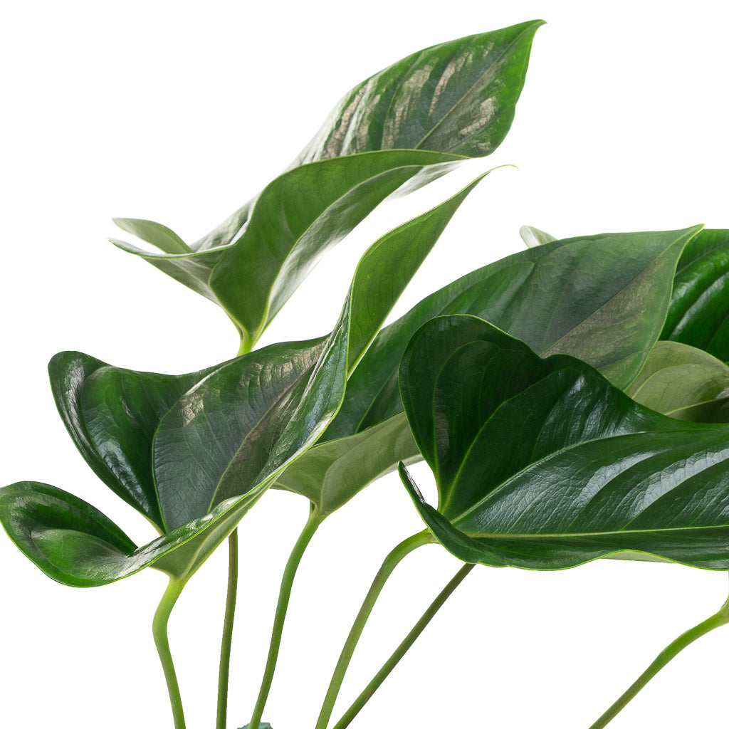Anthurium