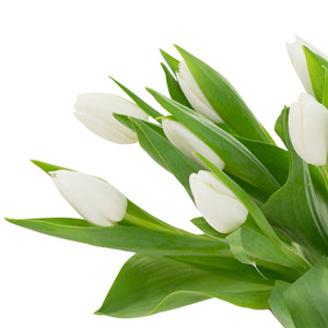 Tulipe blanche (10 tiges)