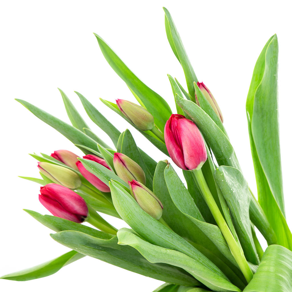 Tulipe rouge (10 tiges)