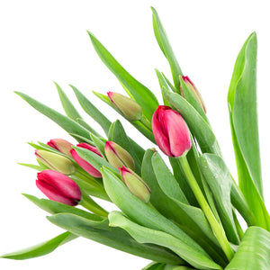 Tulipe rouge (10 tiges)