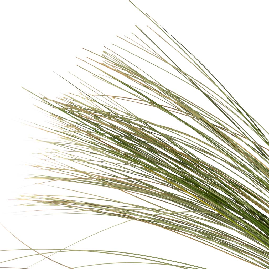 Steel grass
