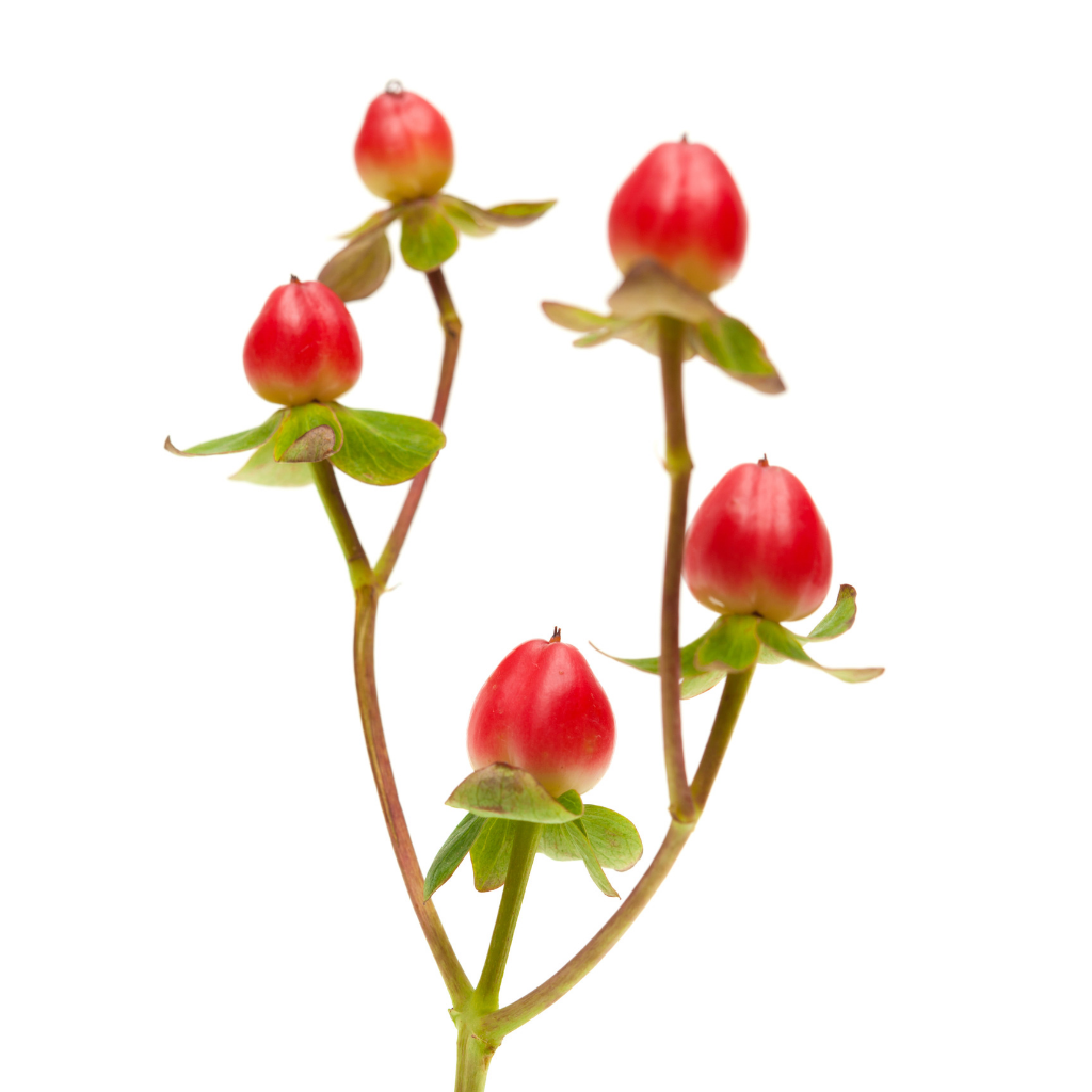 Hypericum rouge (10 tiges)