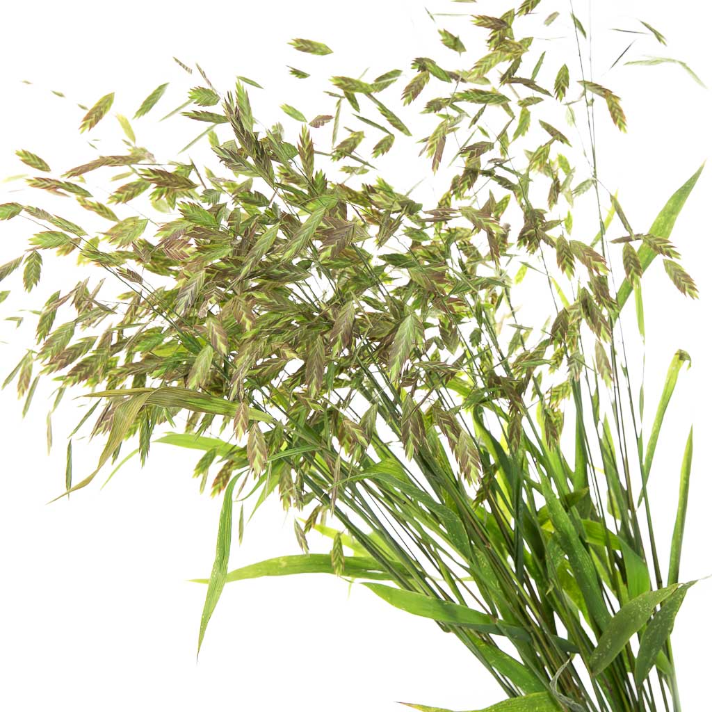 Chasmanthium