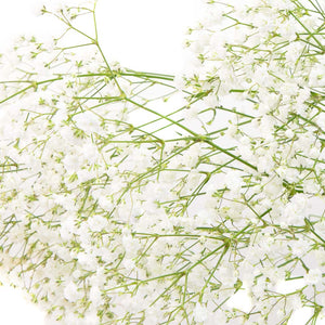 Gypsophile Perfecta