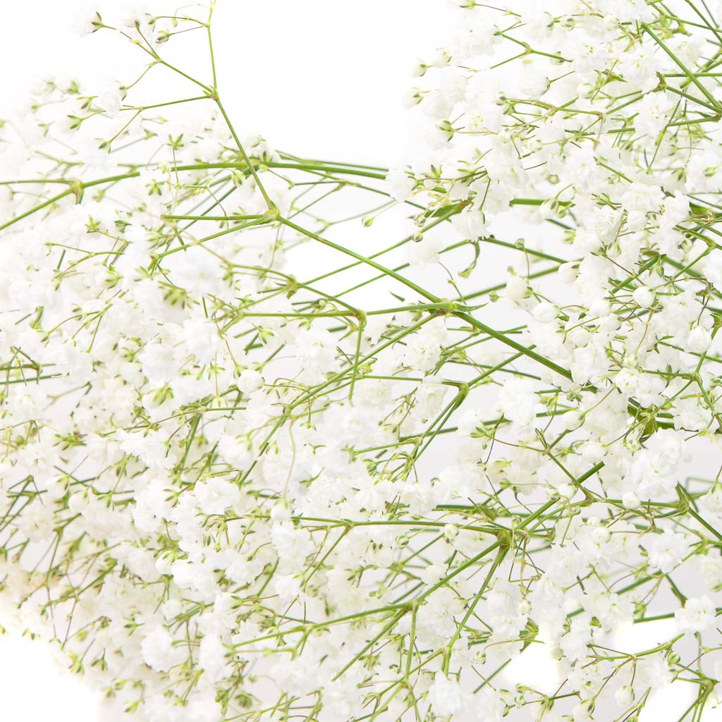 Gypsophile Perfecta