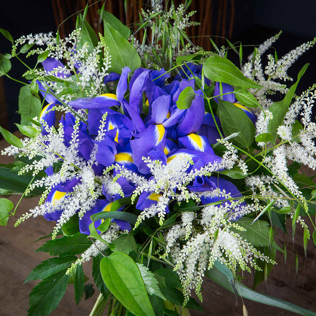 Iris bleu (10 tiges)