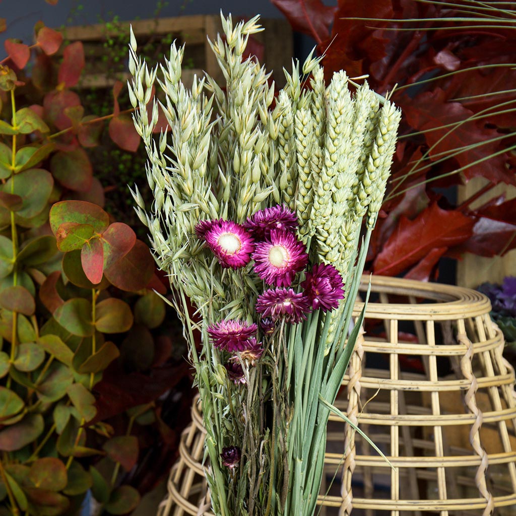 Bouquet séché Blé, Hélichrysum