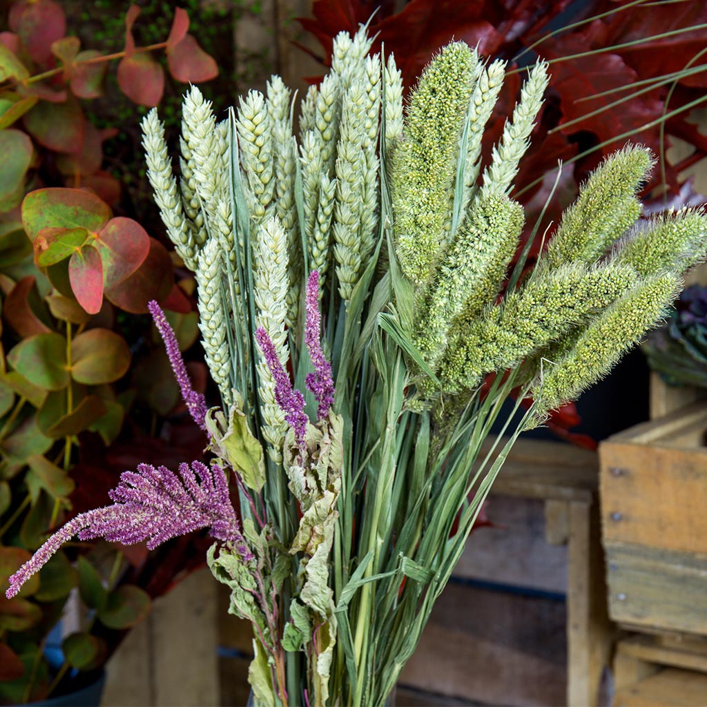 Bouquet séché Blé, Sétaria