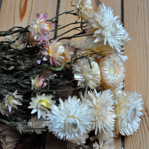 Helichrysum séché blanc