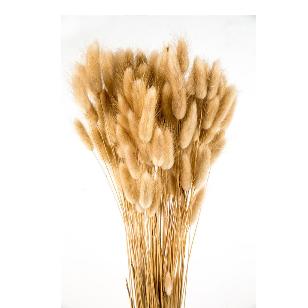 Lagurus - Fleurs séchées