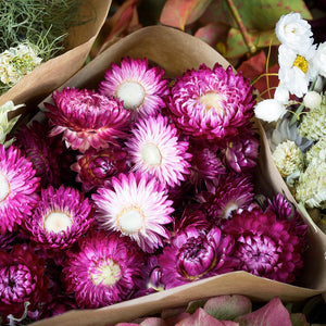 Helichrysum séchée rose