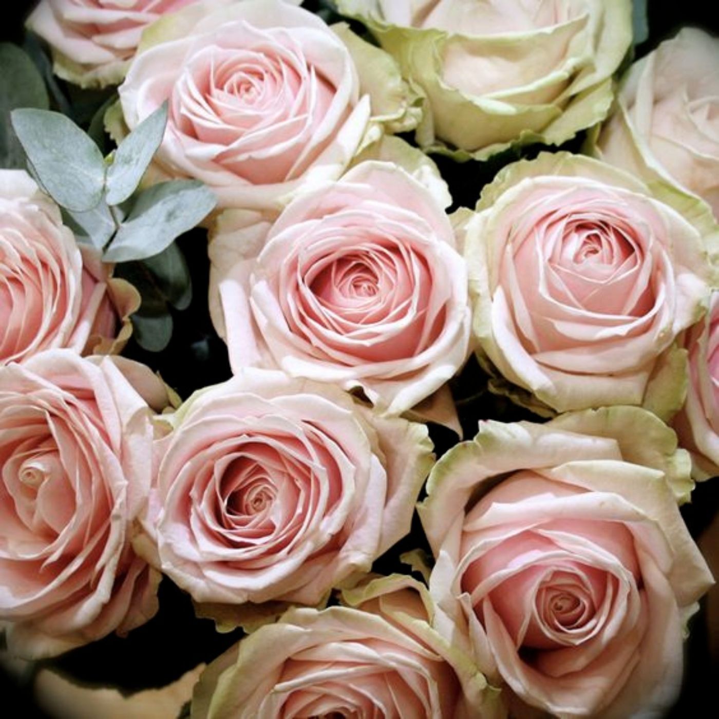 Roses Sweet Avalanche (10 tiges)
