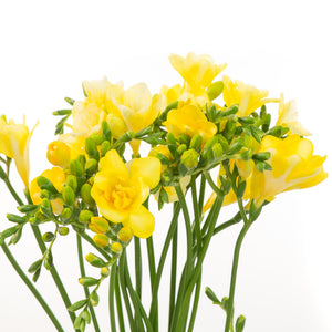 Freesia jaune