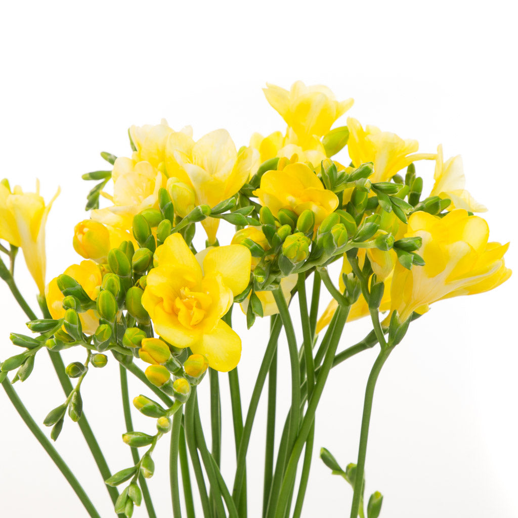 Freesia jaune