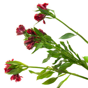 Alstroemeria rouge (10 tiges)