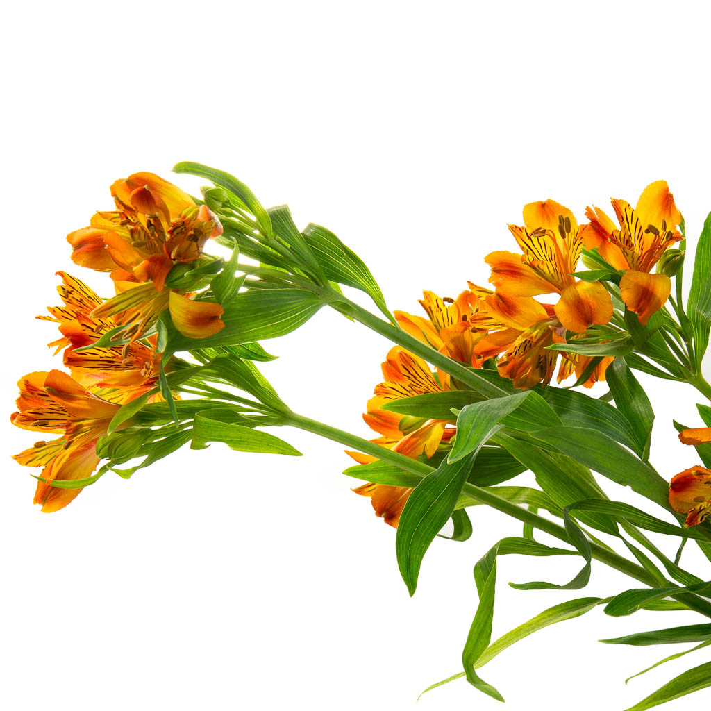 Alstroemeria orange (10 tiges)