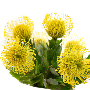 Nutans jaune (10 tiges)
