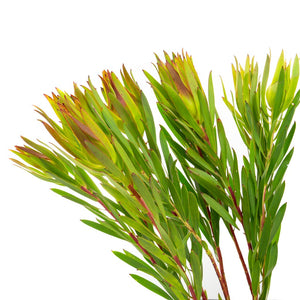 Leucadendron Goldstrike (10 tiges)