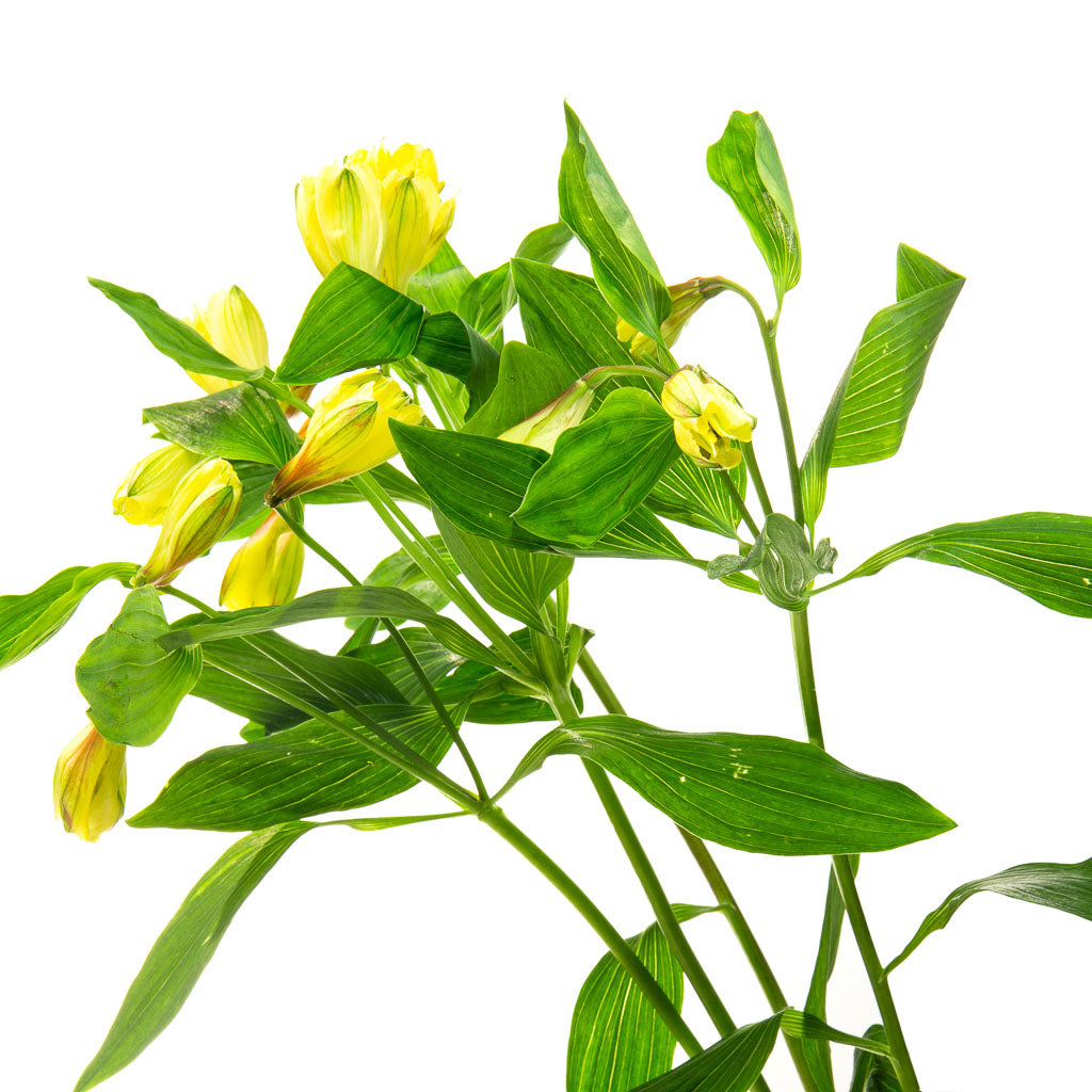 Alstroemeria jaune (10 tiges)