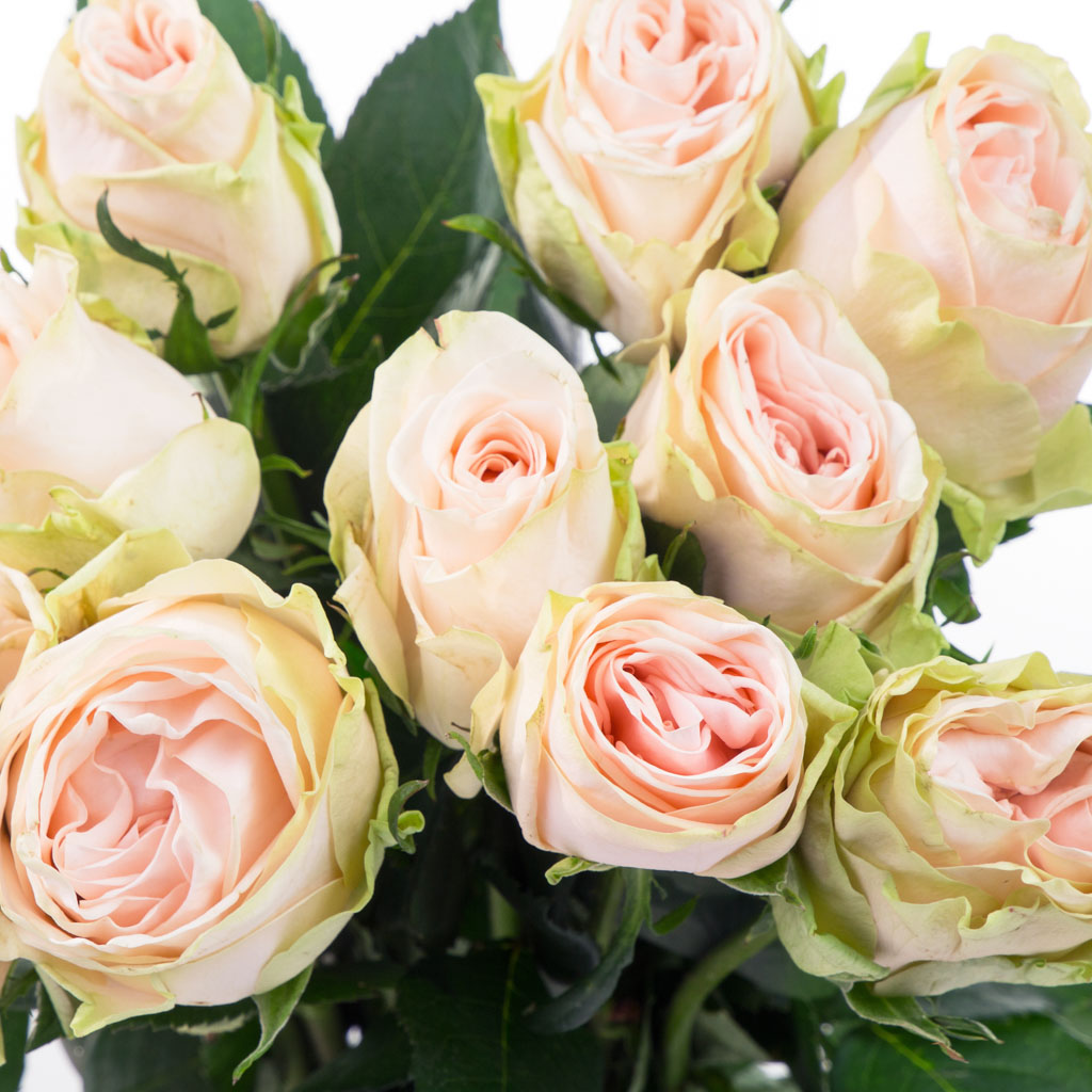 Fleurs coupées DIY - Atelier Rose Pivoine