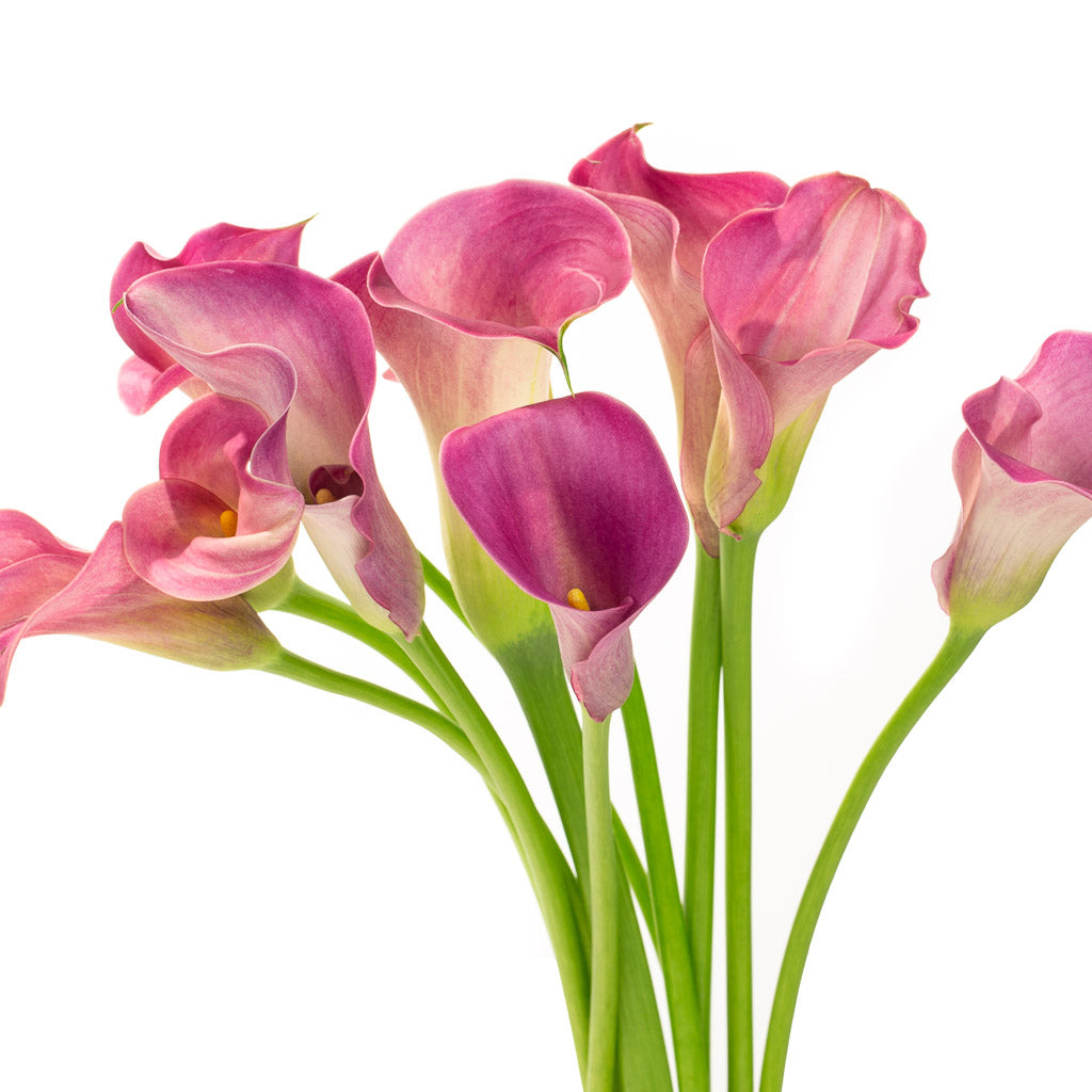 Calla Spring Rose Calla rose (10 tiges)