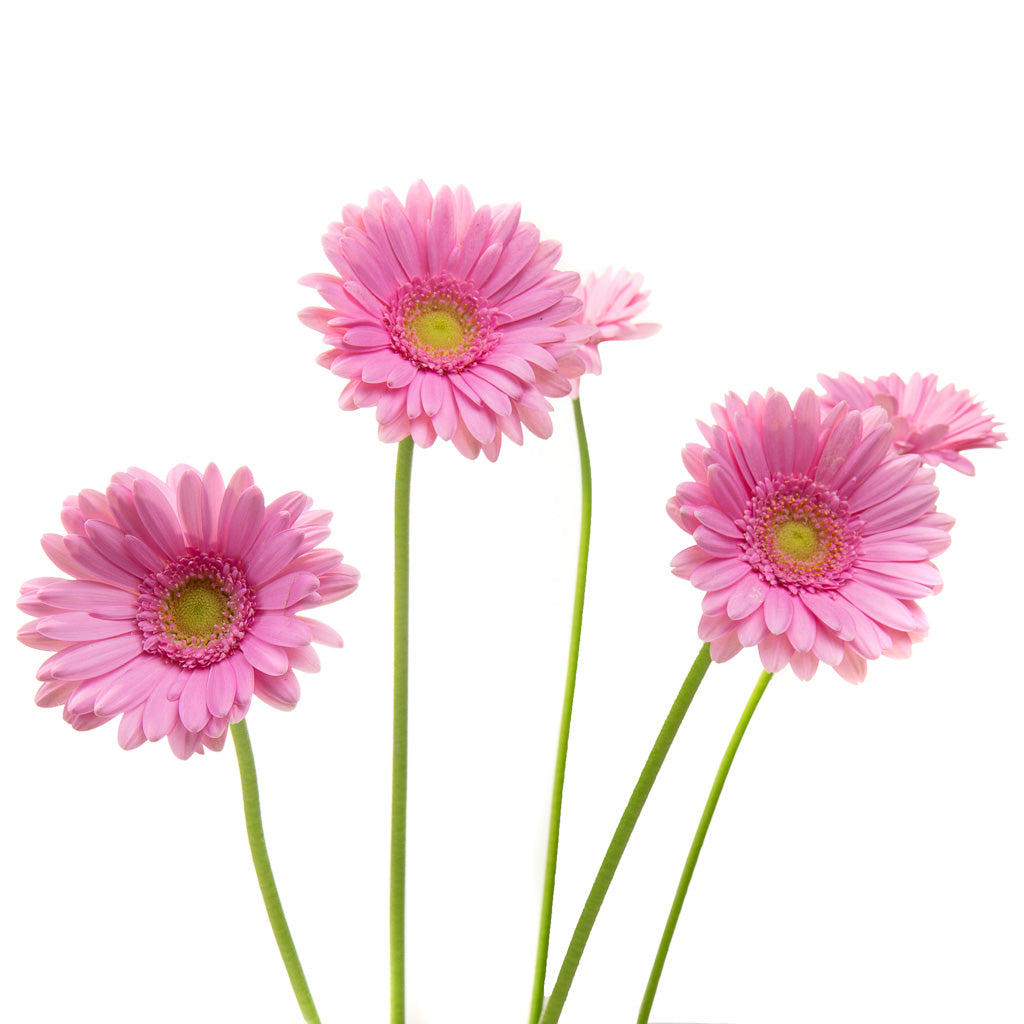 Germini sales