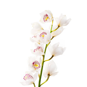 Cymbidium (la tige)