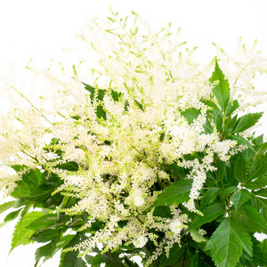 Astilbe blanc