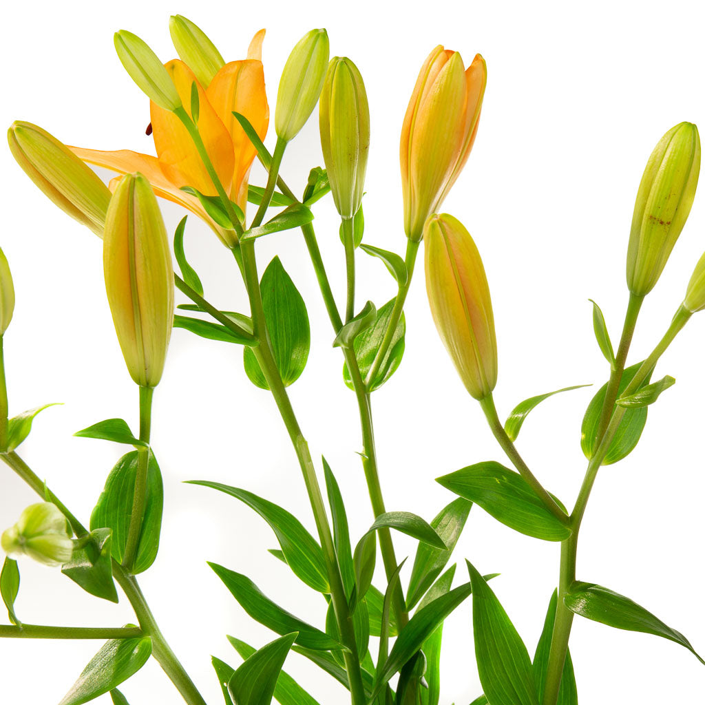 Lys asiatique orange (10 tiges)
