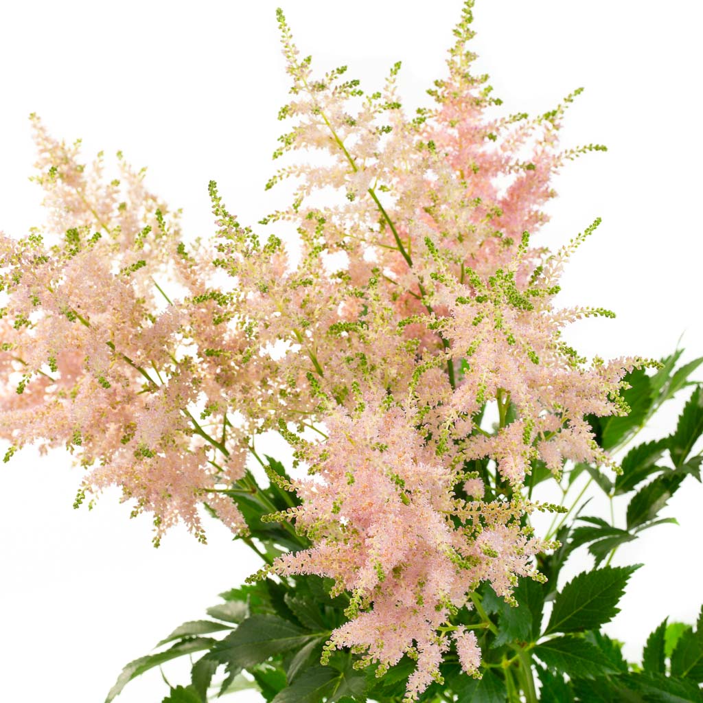 Astilbe rose (10 tiges)