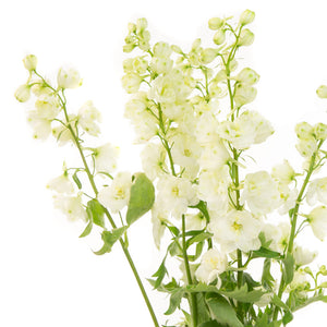 Delphinium blanc (10 tiges)