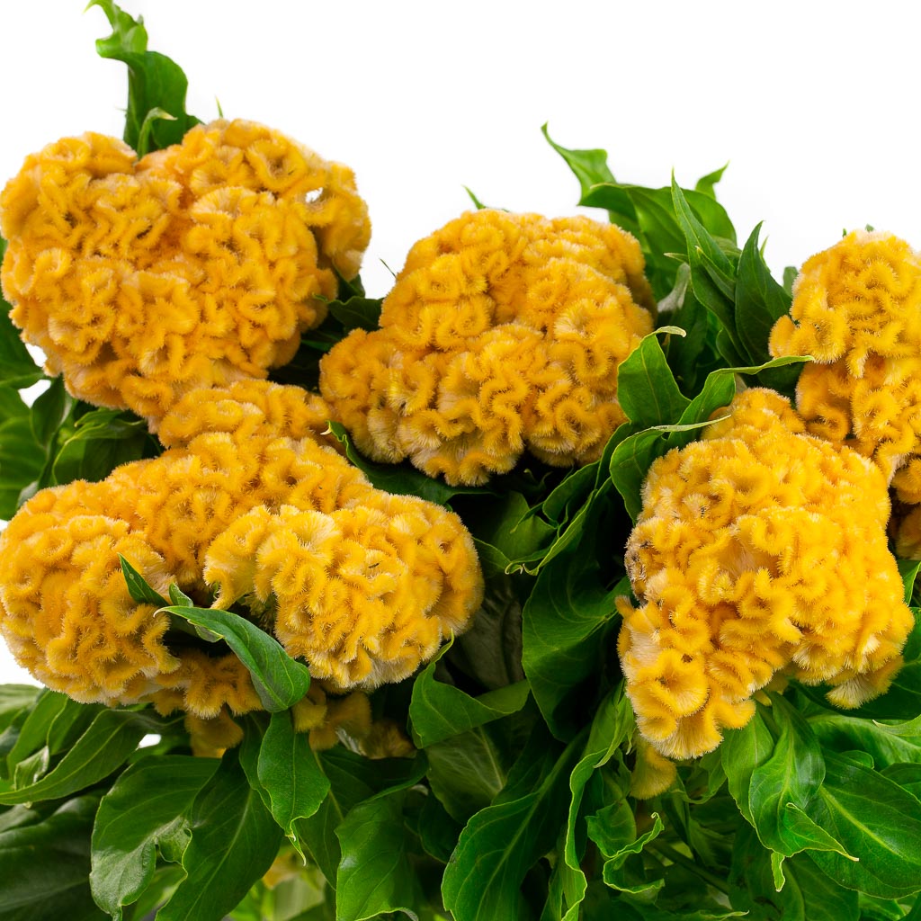 Célosie boule jaune (10 tiges)