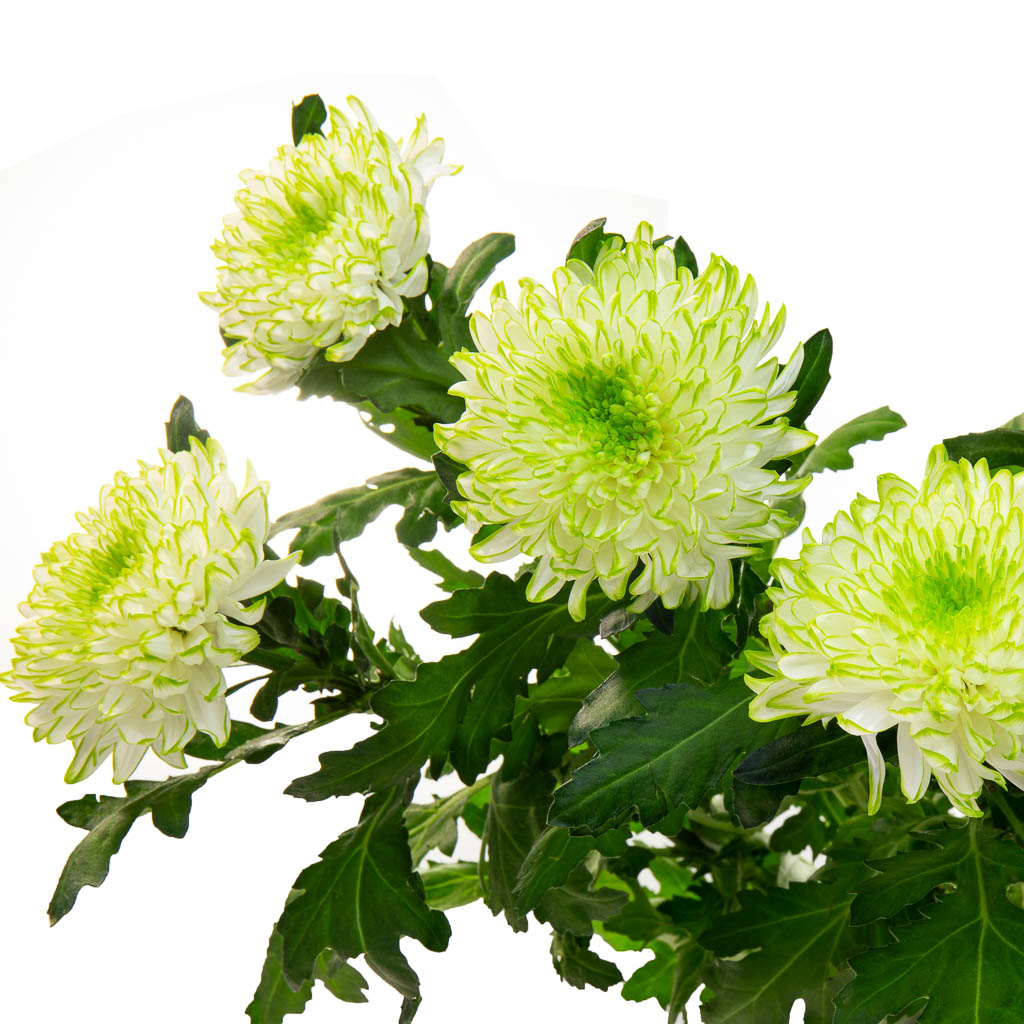 Chrysantheme Zembla Lime (10 tiges)