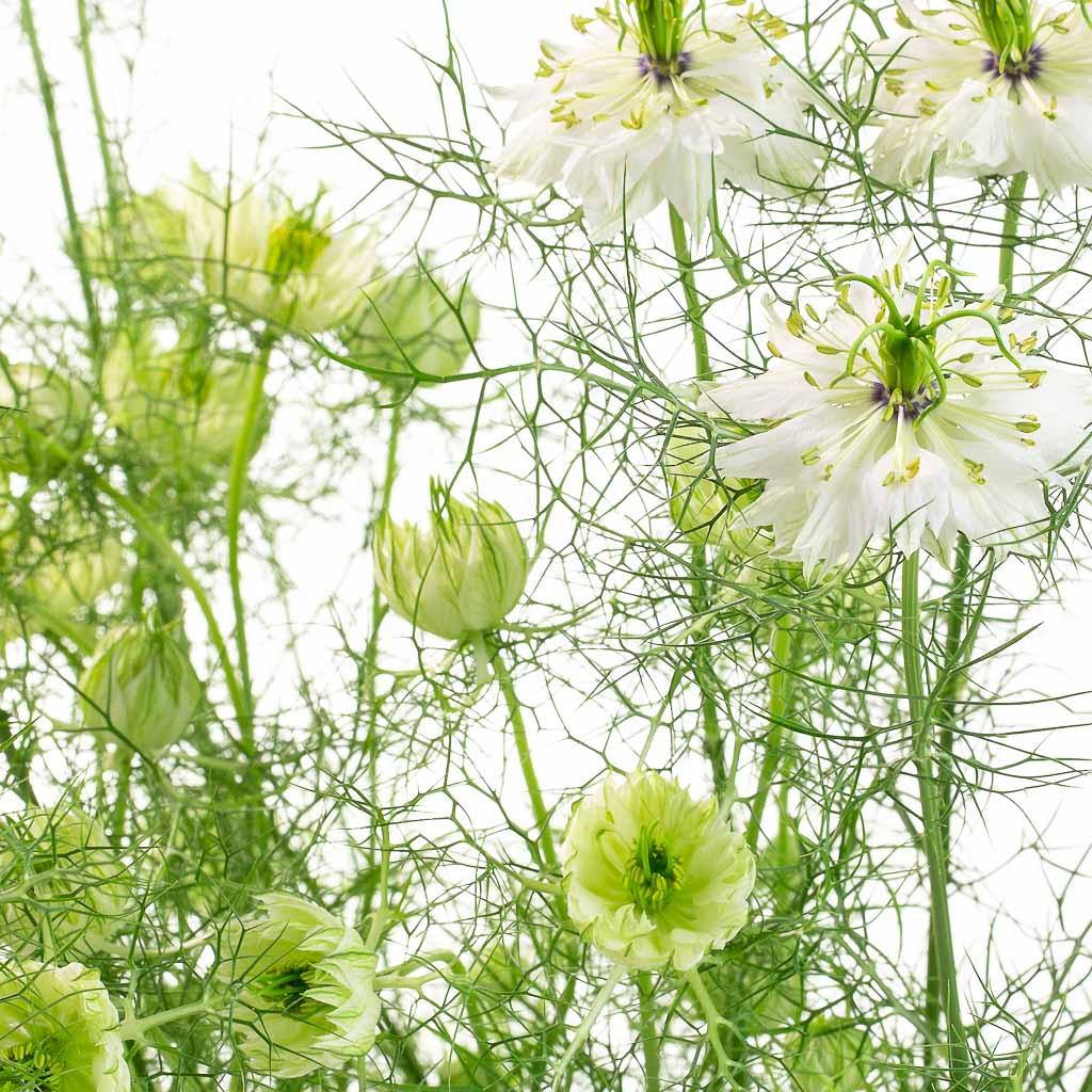 Nigelle blanche (20 tiges)