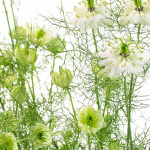 Nigelle blanche (20 tiges)