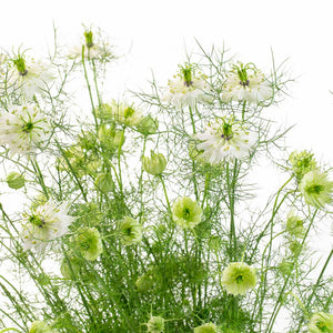 Nigelle blanche (20 tiges)