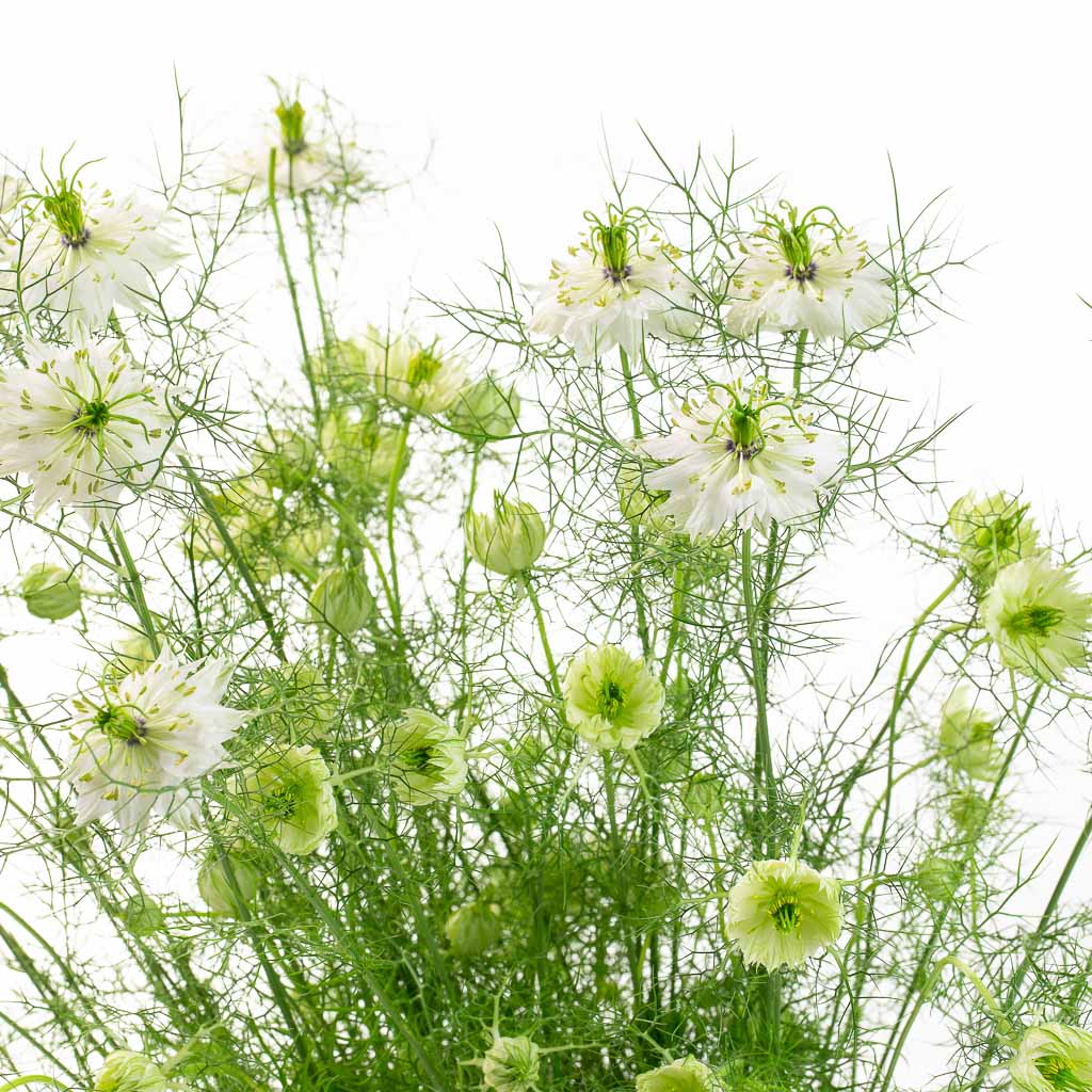 Nigelle blanche (20 tiges)