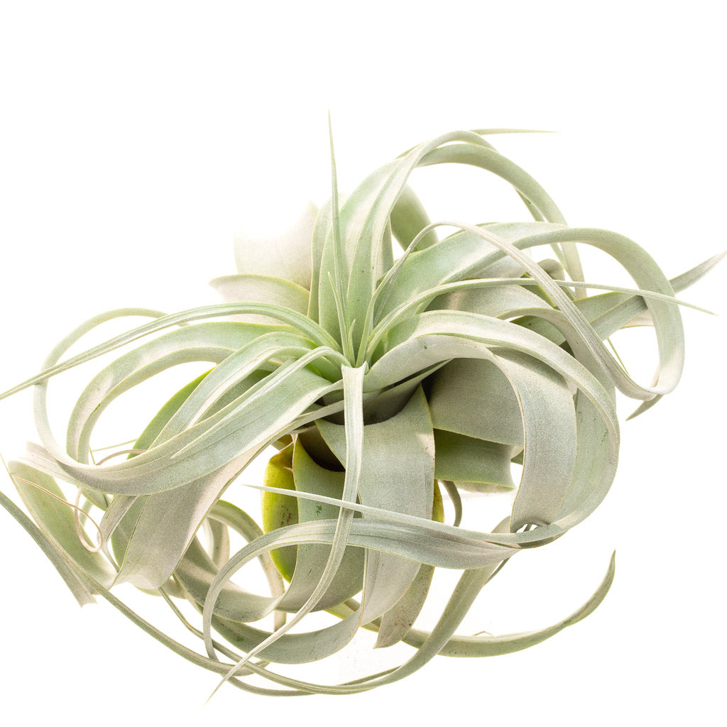 Tillandsia Xerographica