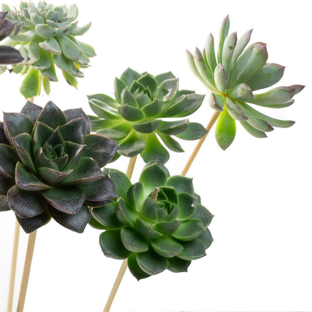 Echevaria sur tiges en bois (5 tiges)