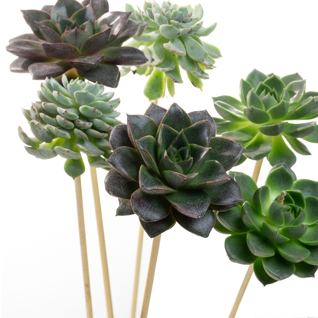 Echevaria sur tiges en bois (5 tiges)