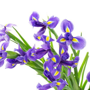 Iris bleu (10 tiges)