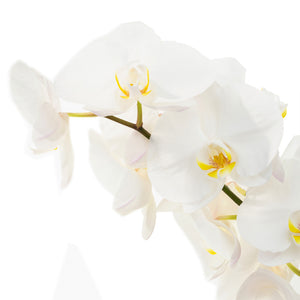 Fleurons d’orchidée Phalaeno (par 25)