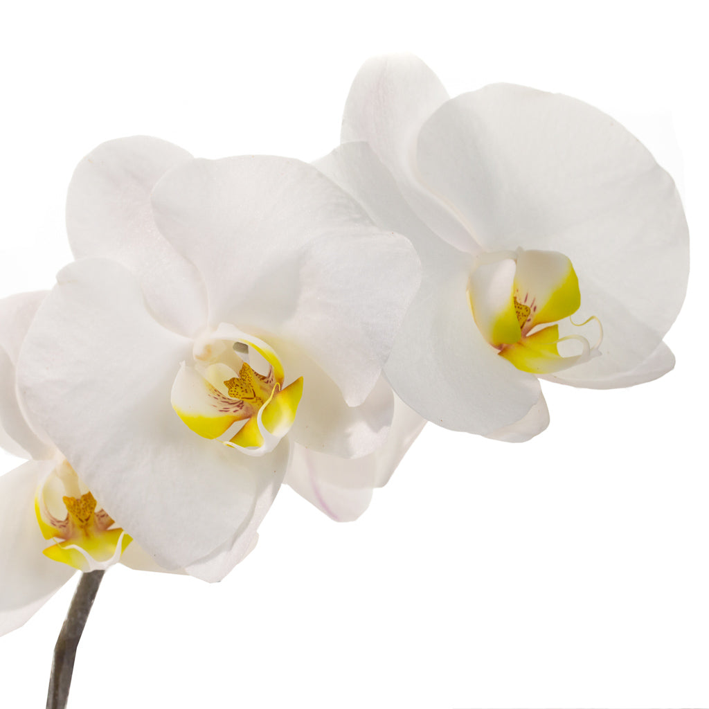 Fleurons d’orchidée Phalaeno (par 25)