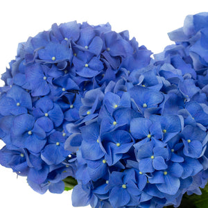 Hortensia bleu (5 tiges)