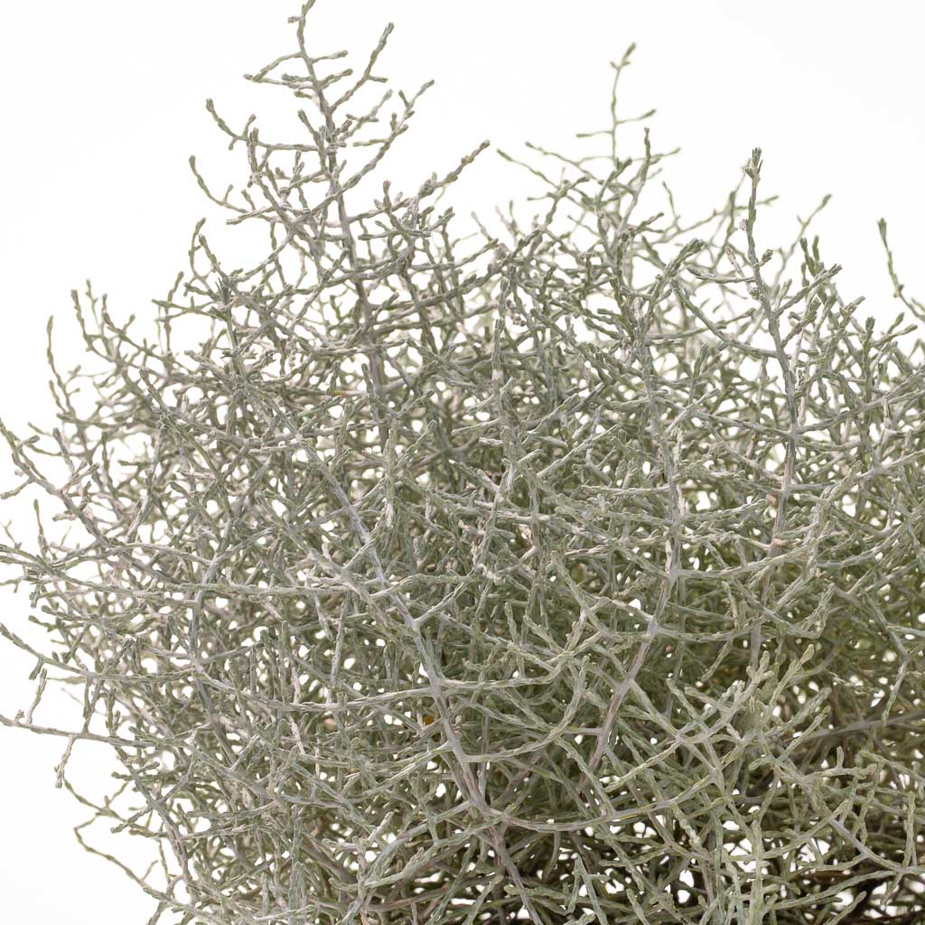Calocephalus brownii (par 5)