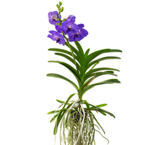 Orchidée Vanda