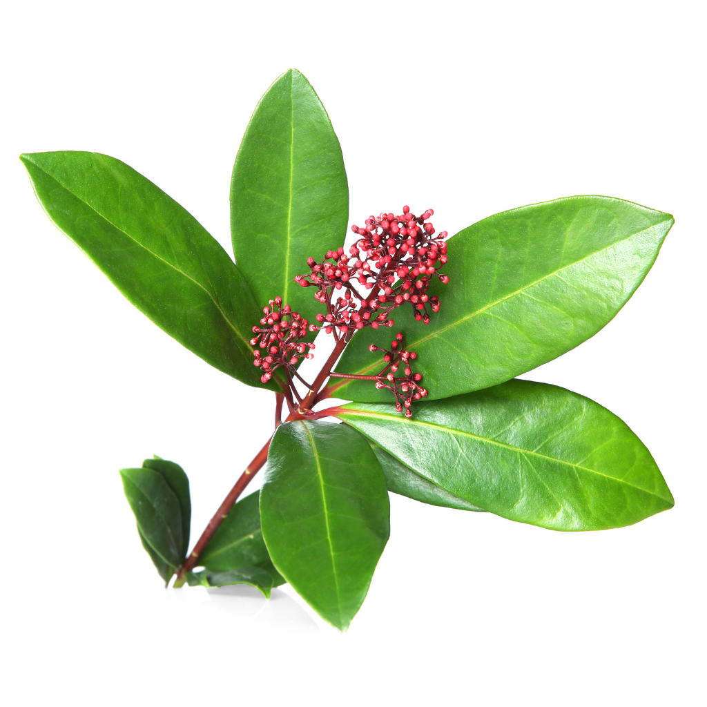 Skimmia